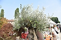 VBS_3721 - Floreal 2023 - Vivere con le piante